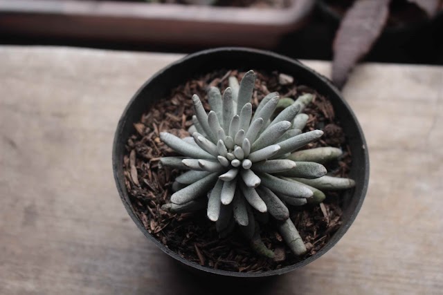 Cara Merawat Sukulen Senecio scaposus