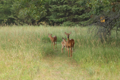 whitetail with older fawns, late July