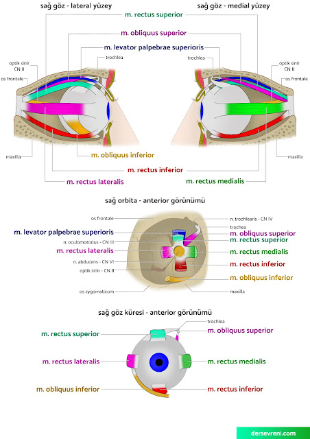 m. rectus superior  m. rectus inferior  m. rectus lateralis  m. rectus medialis  m. obliquus superior  m. obliquus inferior