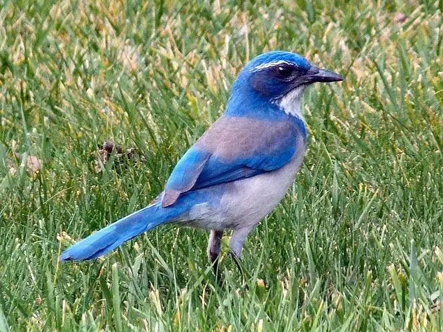Top 10 Types Of Blue Birds