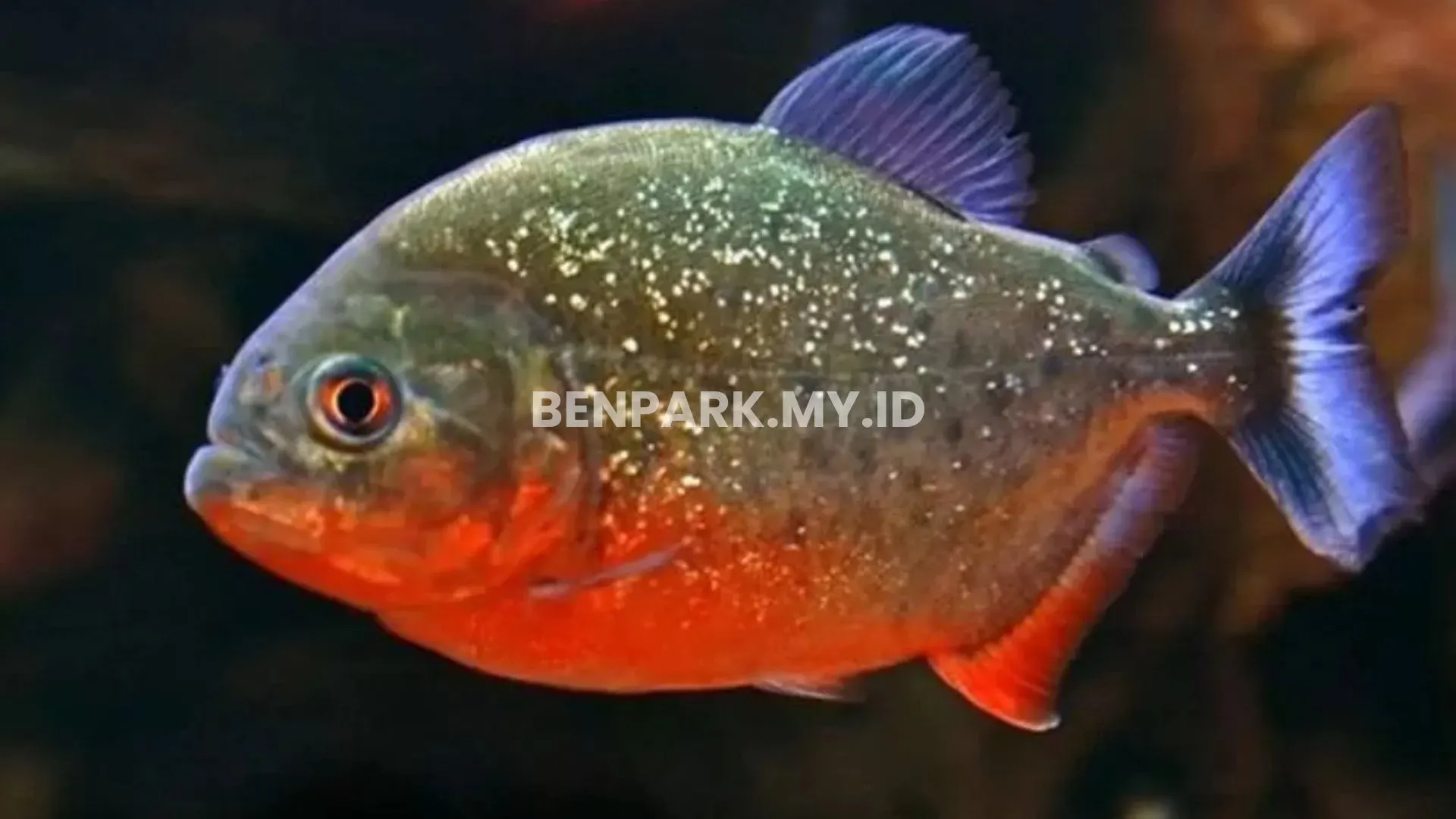 Ikan Monster di Sungai Amazon