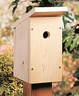 Bird house For Beginners