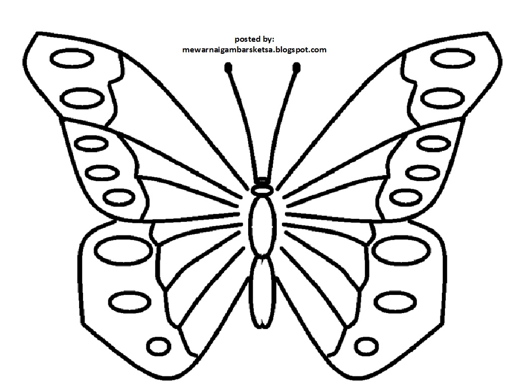 Mewarnai Gambar  Mewarnai Gambar  Sketsa  Hewan  Kupu  Kupu  3