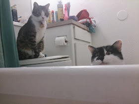 Funny cats - part 90 (40 pics + 10 gifs), two cats hanging around in the bathroom