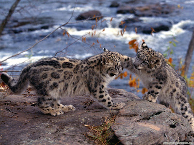 Leopardos bebés - Baby and cute leopards