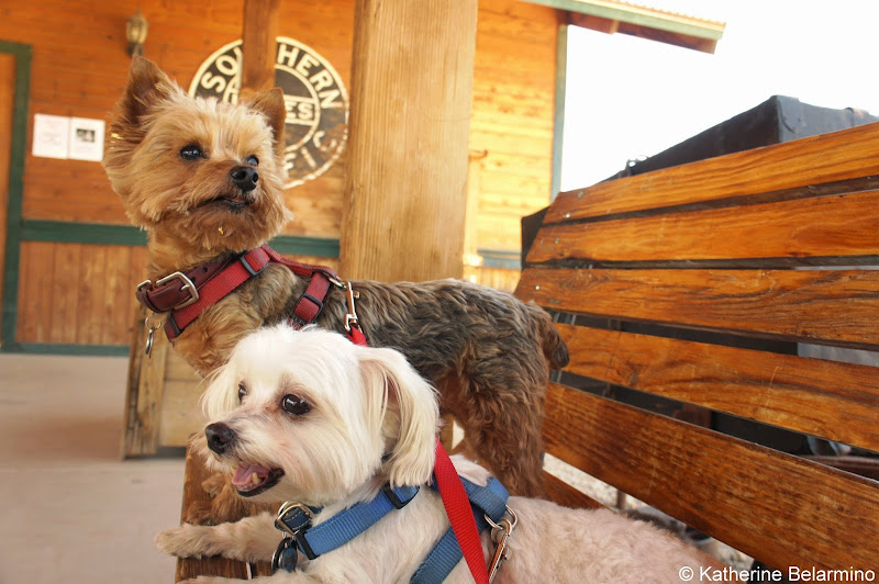 Dog Friendly Superstition Narrow Gauge Railroad Goldfield Ghost Town Apache Trail Arizona