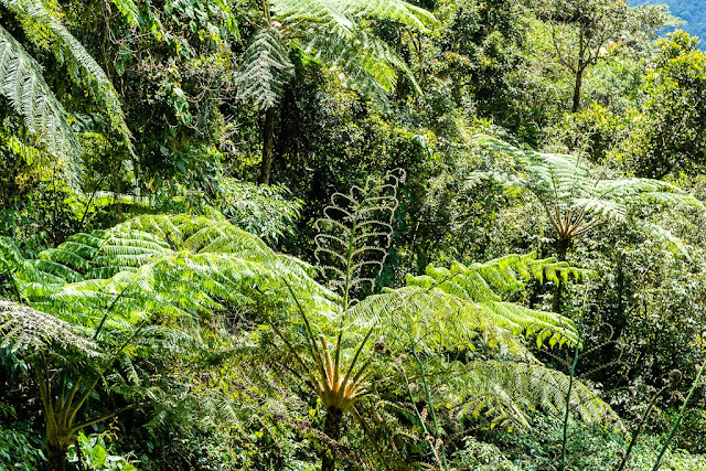 Région de l'Ifugao-Luçon-Philippines