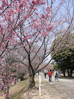 落合公園 サクラ並木の中を…