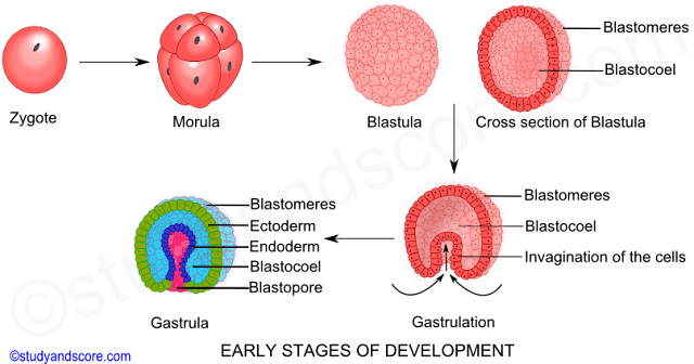 Tahapan Perkembangan Embrio sampai Terbentuknya Janin