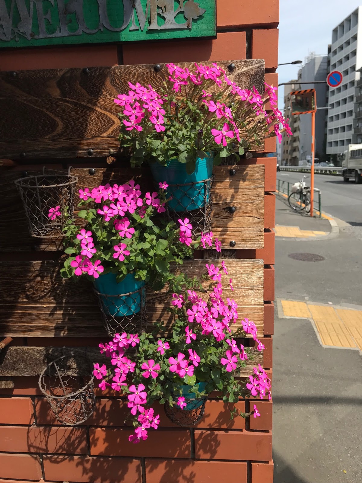葉織 Haori Flowers 新宿区のお花屋さん シレネ カロリニアナ ピンクパンサー