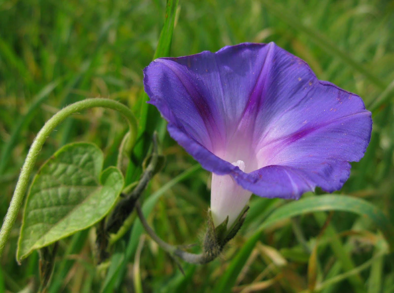 Flores y Palabras: Campanilla azul (II)