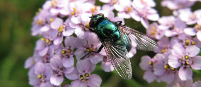 Greenbottle fly on pink yarrow flowers.