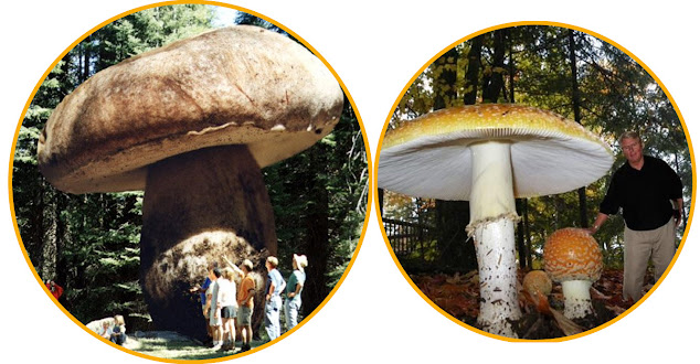 Pict: A fungi specimen may be largely hidden underground and cover large areas.