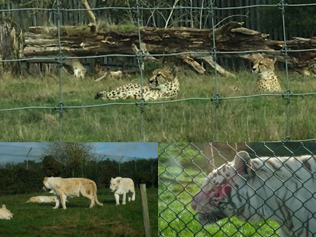 West Midlands Safari Park big cats, cheetah, white lion, Siberian tiger