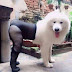 Dogs with pantyhose -kinda creepy