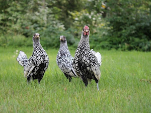 7 Jenis Ayam yang Punya Fisik Unik, Menarik, dan Aneh di Dunia