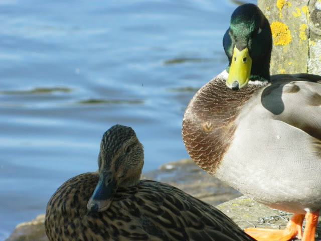 Ainsdale Sandhills Nature Reserve