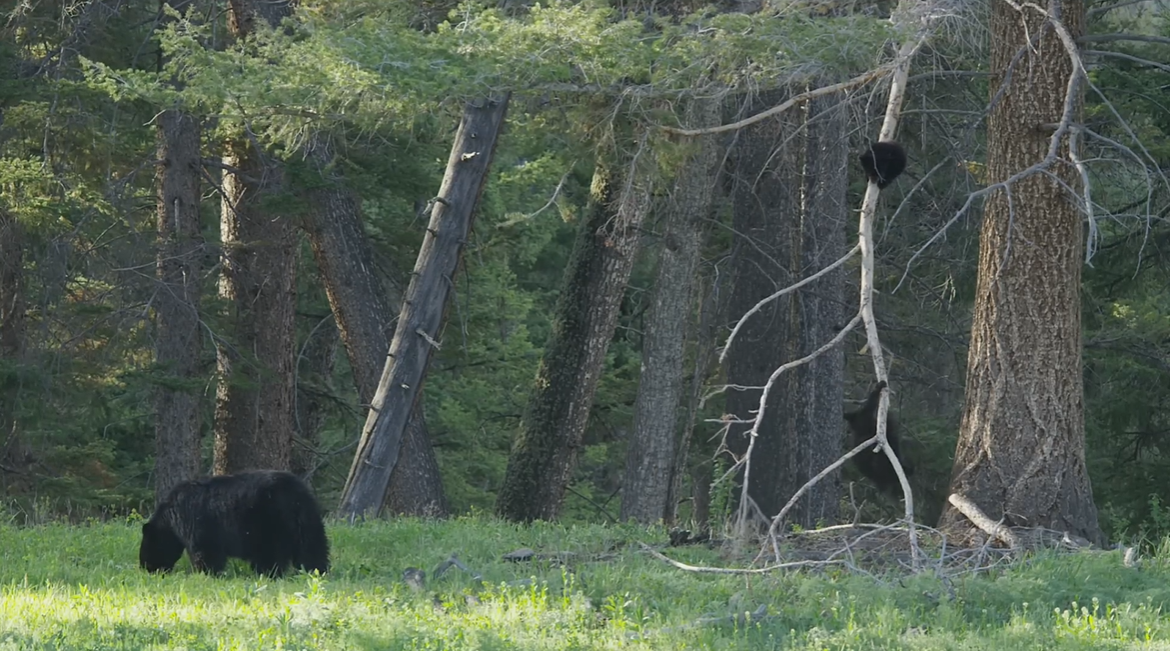 Black Bears in Yellowstone National Park