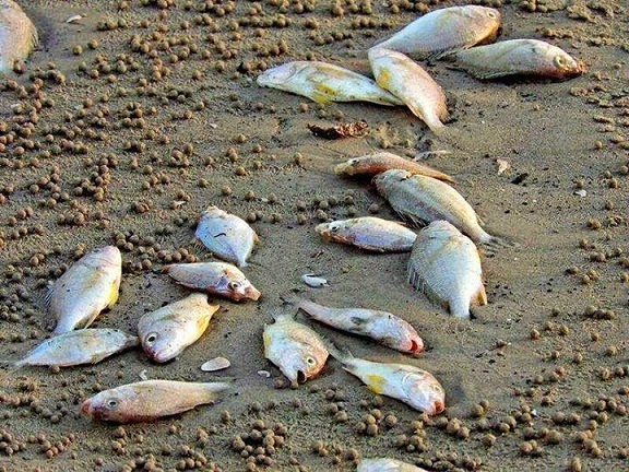  Gambar ribuan udang dan ikan terdampar di Pantai Miri Sarawak