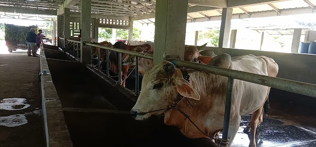 Peternak Lokal Harap Pemerintah Prioritaskan Sapi Lokal untuk Kebutuhan Sapi Qurban