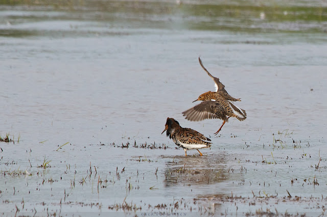 Kemphaan - Ruff - Philomachus pugnax