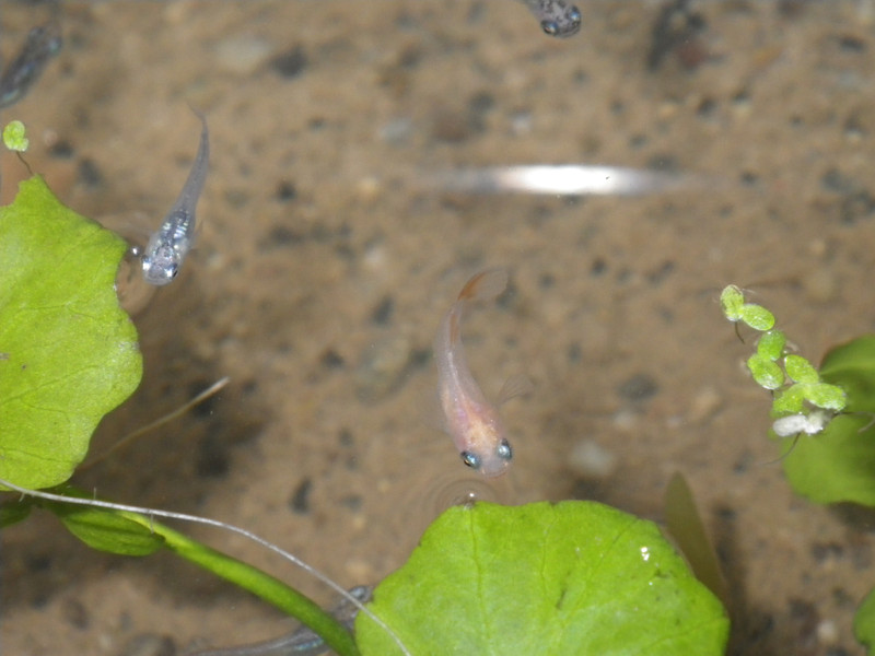 住吉めだか 御神田の水 オフィシャルブログ 油膜について