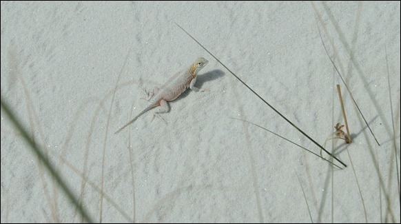 White_Sands_National_Monument_05