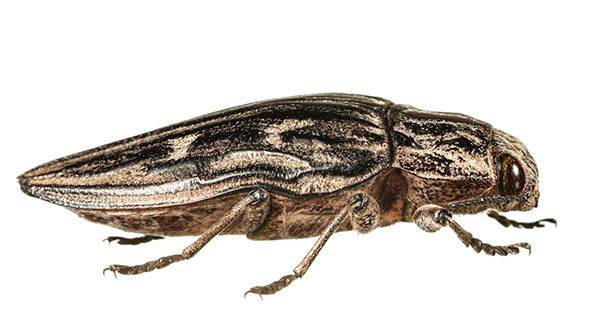 Wood boring insects include agrilus anxius