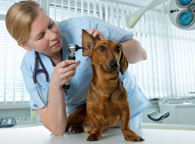 Dog Ear Infections: Signs, Causes and Treatments