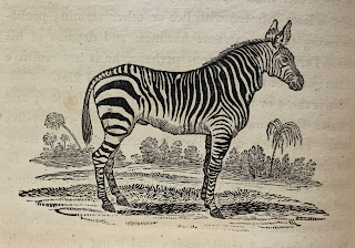 A wood engraving of a zebra.