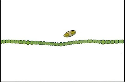 Cyanobacteria and a diatom