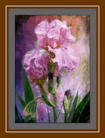  Irises 