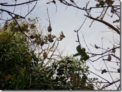 CIMG0998