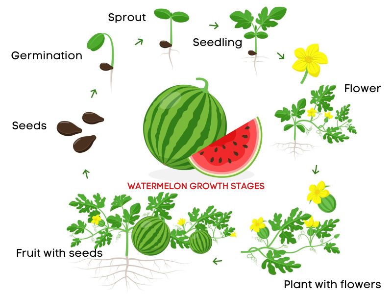 How to prepare watermelon seeds for planting