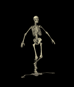Resultado de imagen para esqueleto humano gif