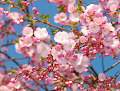 Cara Menggambar Bunga Sakura Langkah Demi Langkah