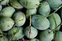mangga manalagi