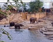 Afbeelding 2. Olifanten in het water. Bron: Waterhergebruik in Wildlands Adventure Zoo Emmen - hernieuwde sluiting van de waterkringloop