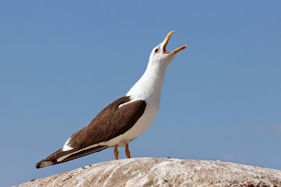 Kleine Mantelmeeuw - Lytse Sjouwerman - Larus fuscus