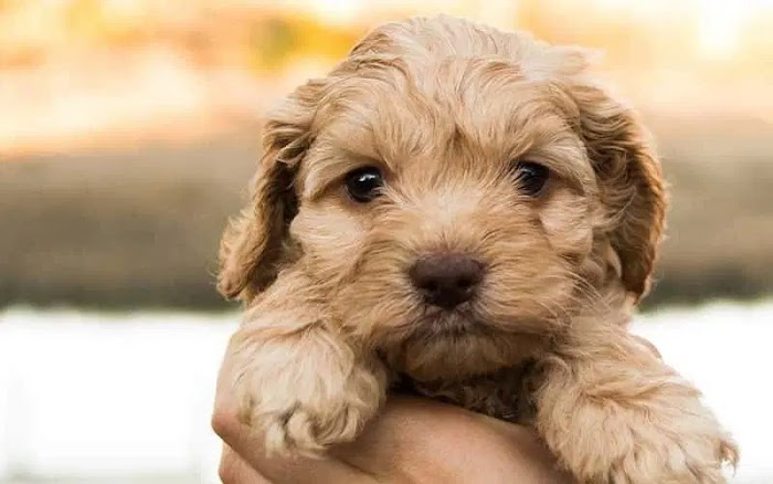 Australian Labradoodle Dog Breeds: Origins and Care