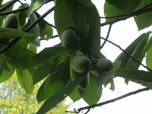 Frutti Raggruppati Asimina triloba