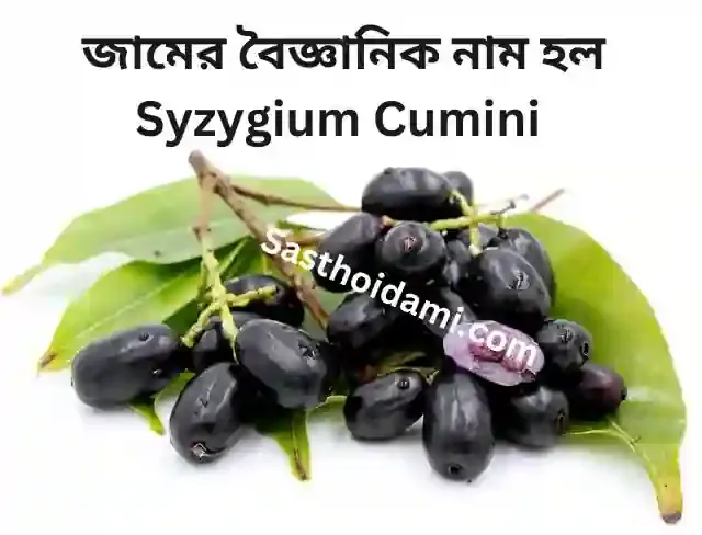 জামের বৈজ্ঞানিক নাম হল Syzygium Cumini‌‌ ‌‌