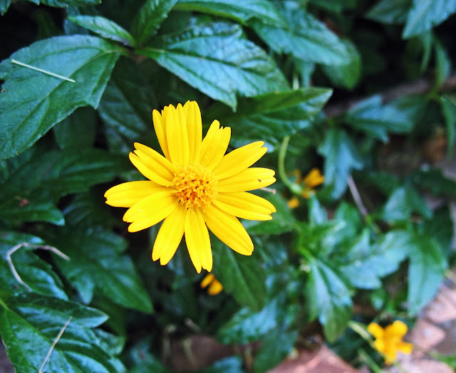 single yellow flower