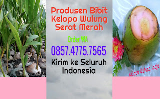 Bibit kelapa hijau wulung 