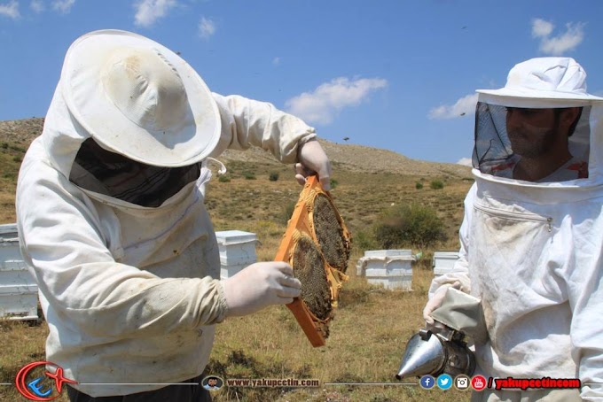 Çağlayan Çat Yaylasında Bal Alımı Görüntüleri