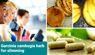 Garcinia cambogia herb for slimming  عشبة الجارسينيا للتنحيف