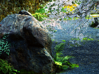 cherry tree branches. Cherry Tree Branch and Boulder