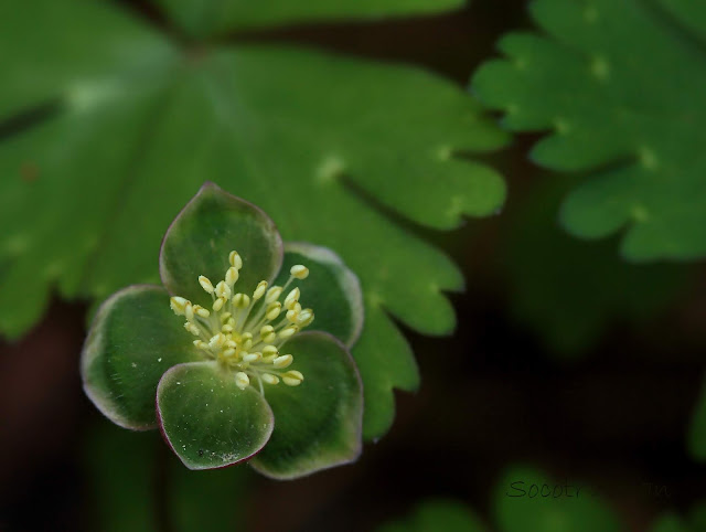 Anemone flaccida