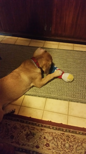 Puppy playing with Mr. Bill