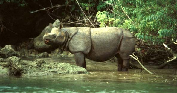 Mengenal Lebih Dekat Badak Jawa (Rhinoceros Sondaicus)